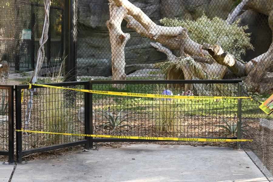 jaguar viewing taped off