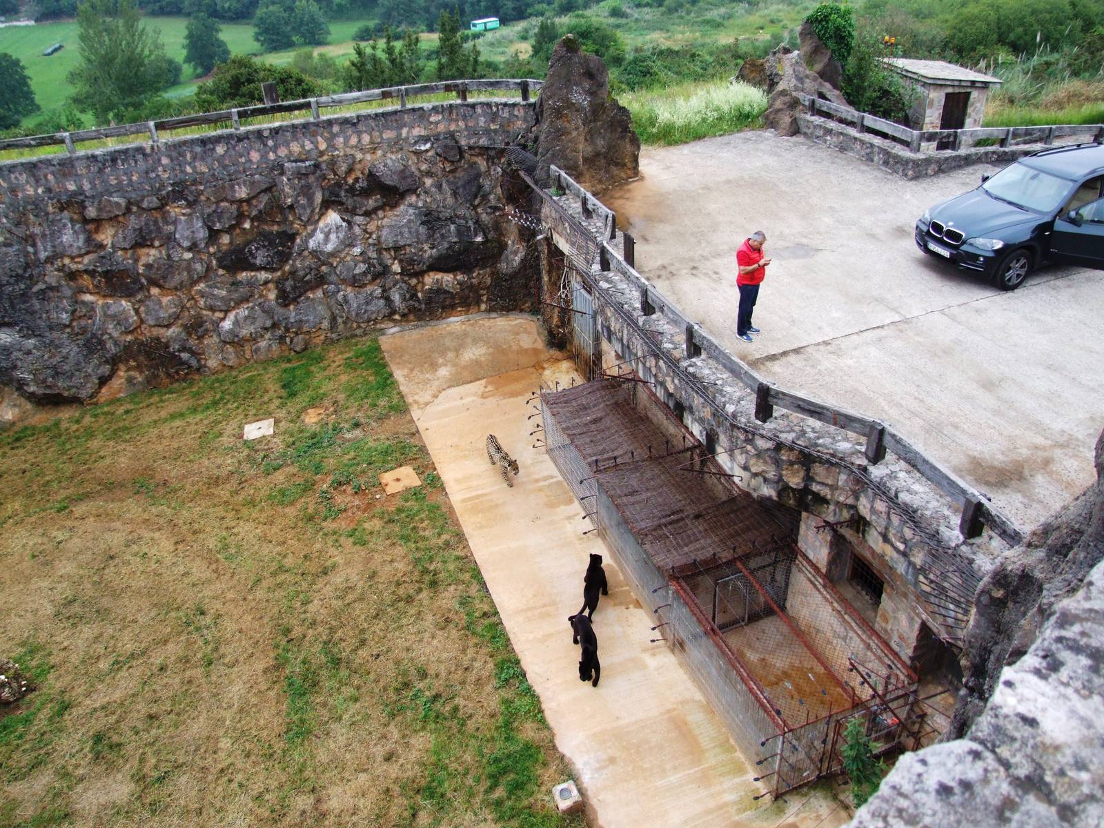 Jaguar Viewpoint at Cabarceno, 11/06/15