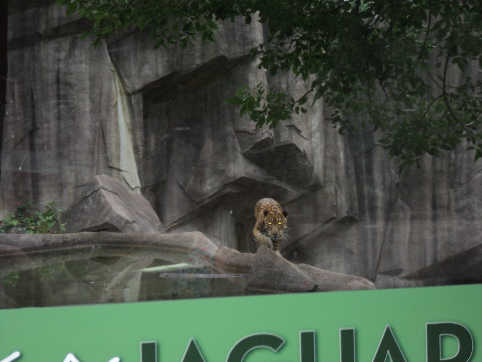 Jaguar walking on moat separating predator prey exhibits