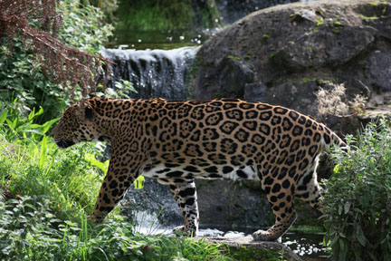 jaguar walking past waterfall