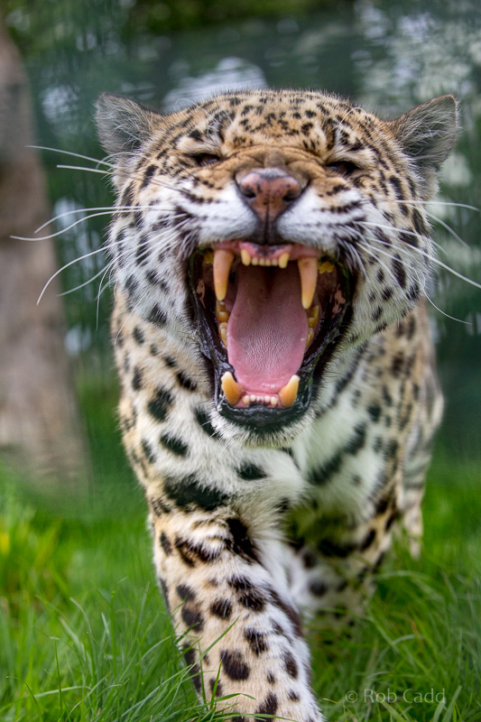 Jaguar : WHF Big Cat Sanctuary : 04 May 2017