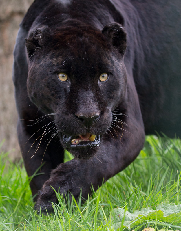 Jaguar : WHF Big Cat Sanctuary : 04 May 2017