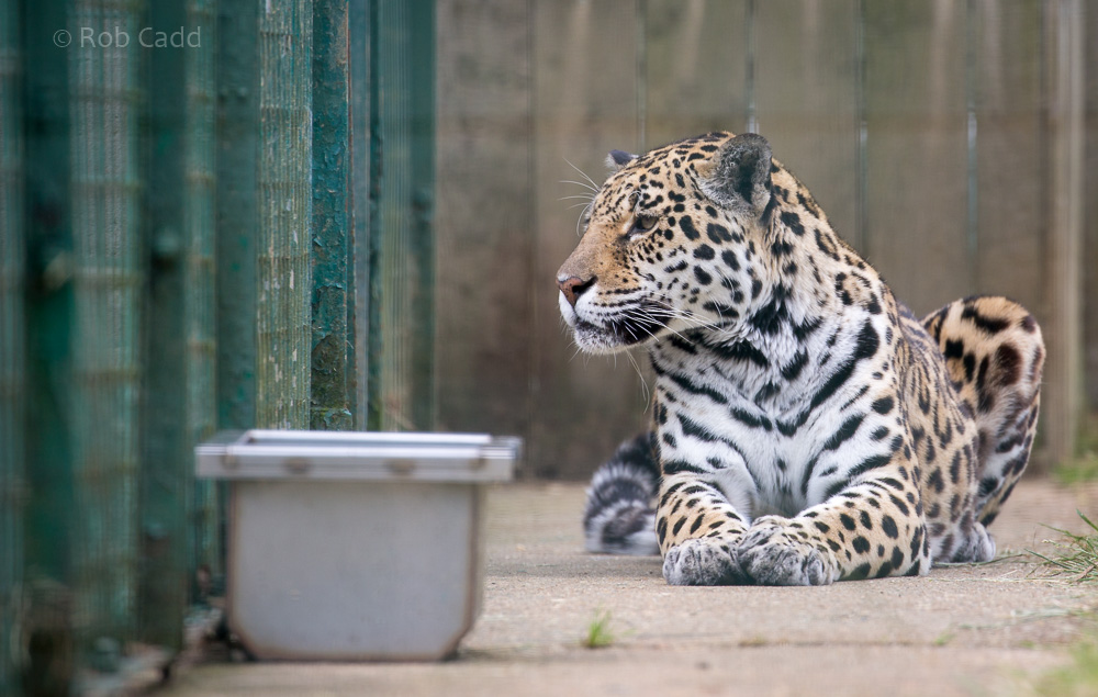 Jaguar : WHF Big Cat Sanctuary : 21 Jul 2017
