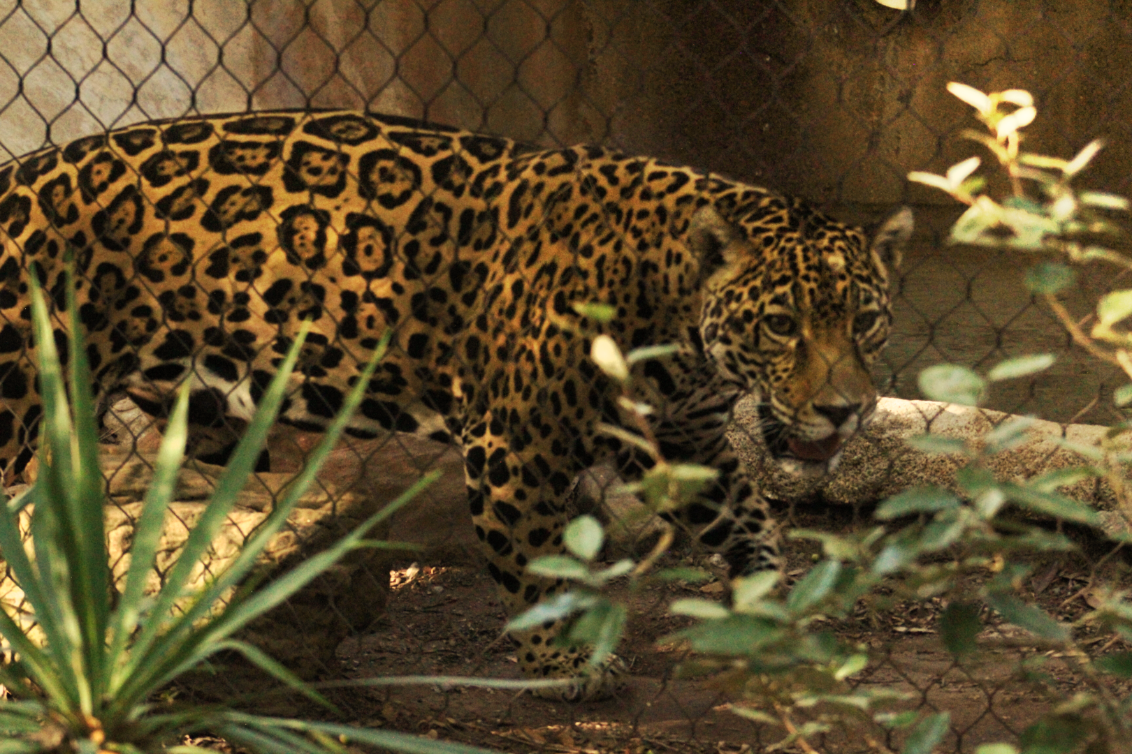 Jaguar - Wild Texas