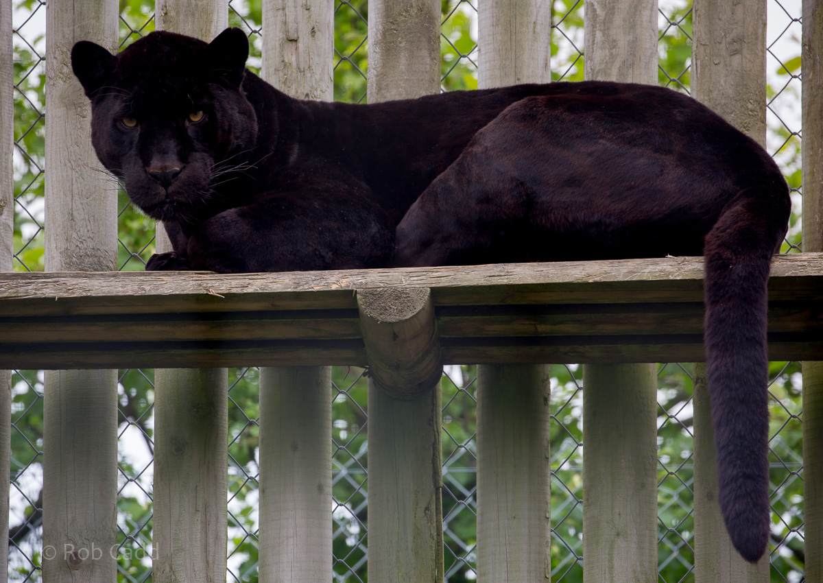 Jaguar : Wingham : 06 May 2017