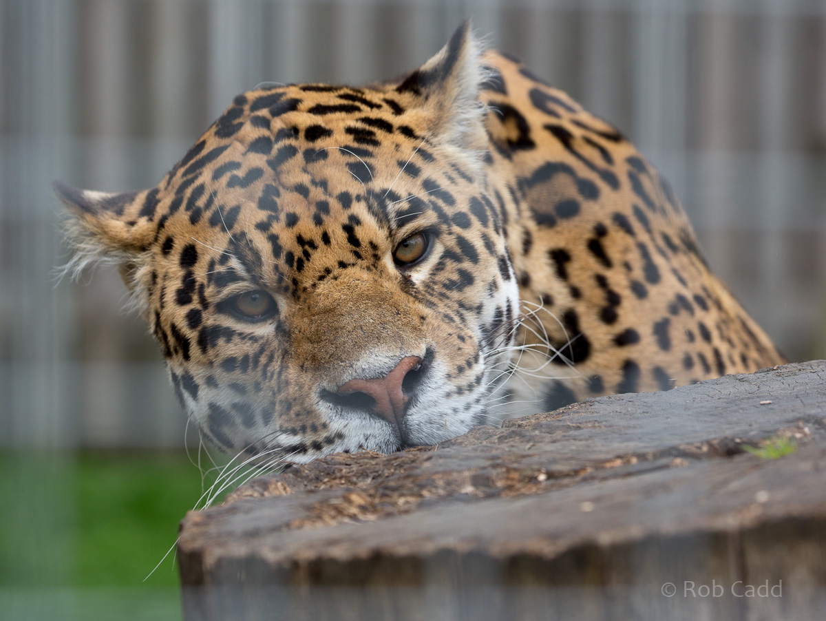 Jaguar : Wingham : 06 May 2017