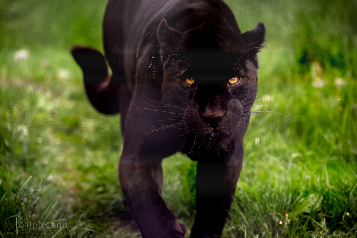 Jaguar : Wingham : 06 May 2017