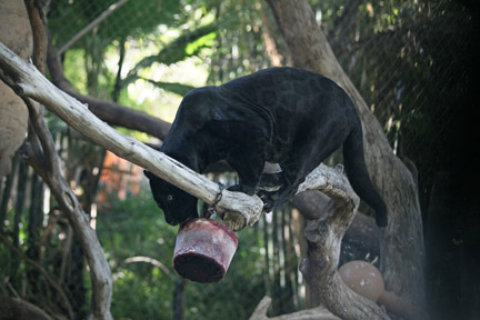 jaguar with bloodsicle