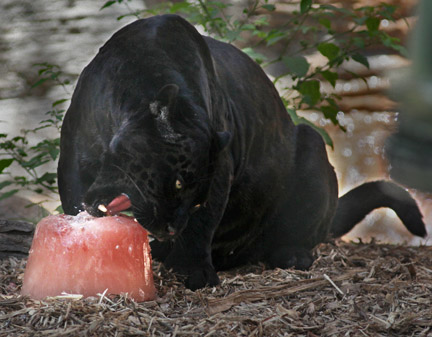 jaguar with bloodsicle