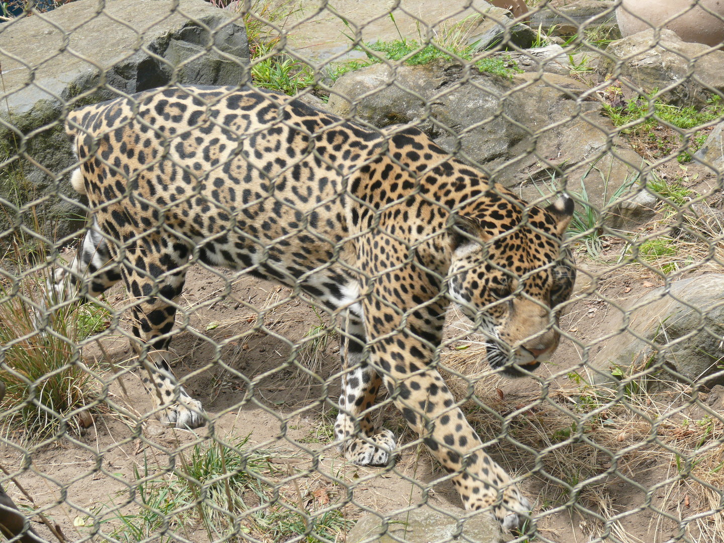 Jaguar without a tail - July 8th 2023