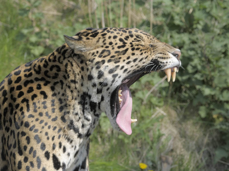 Jaguar yawn