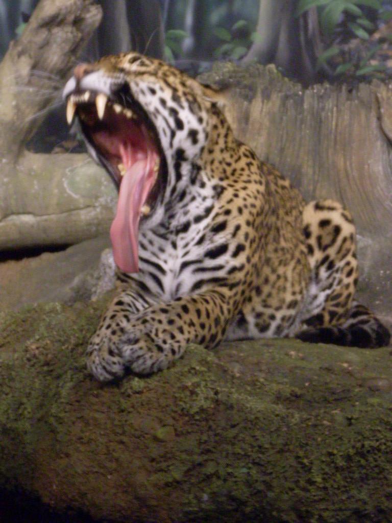 Jaguar Yawning