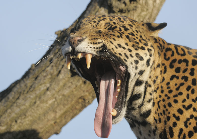 Jaguar yawning