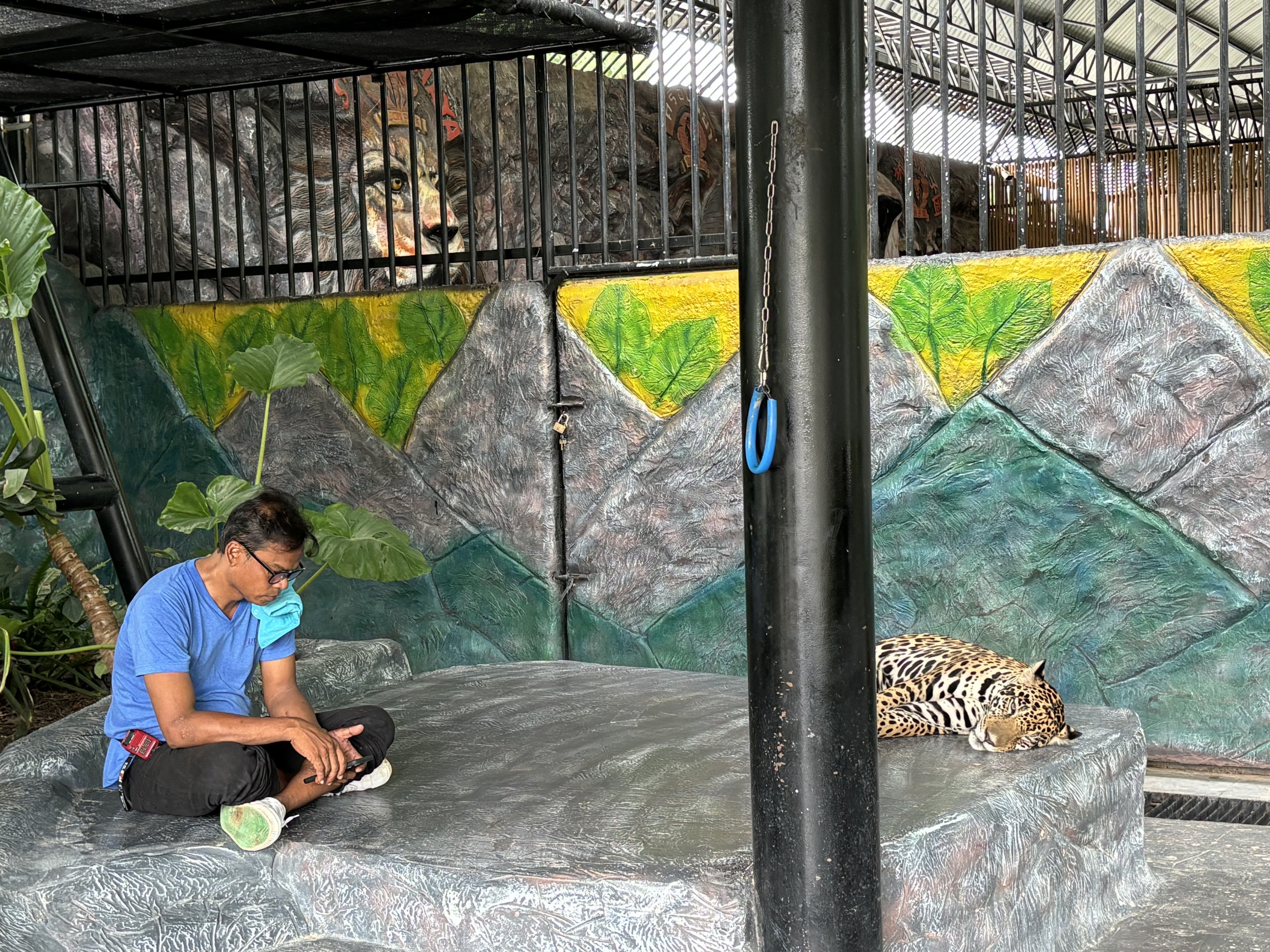 Jaguar (zero barriers anywhere) - Lion Park