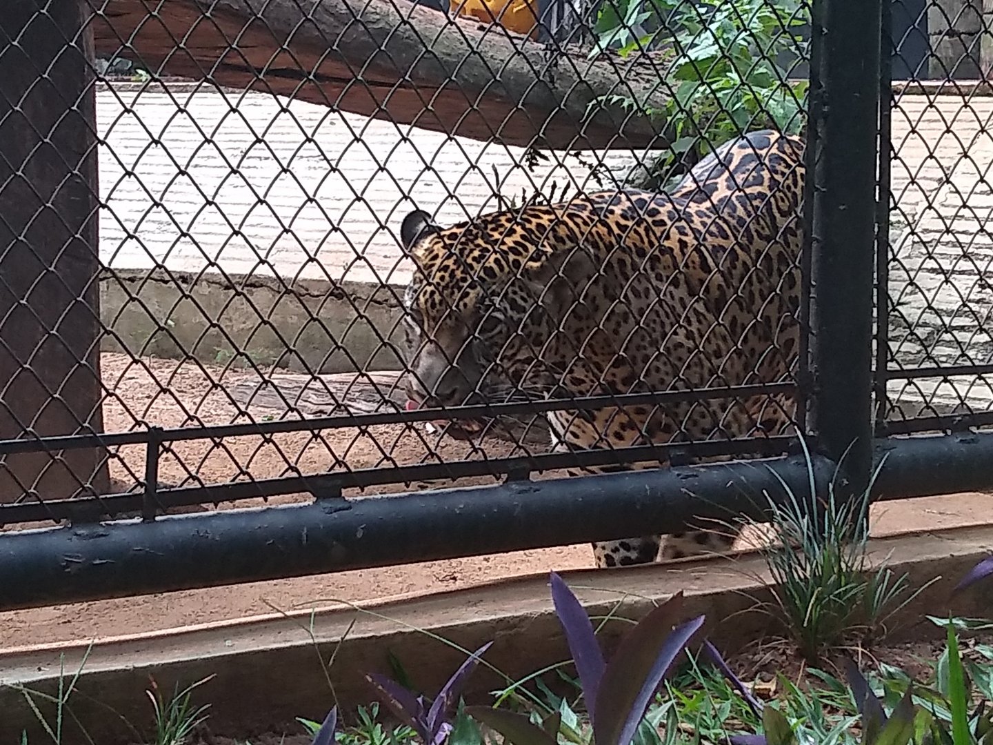 Jaguar - Zoo bosque Guarani, Foz do Iguaçu