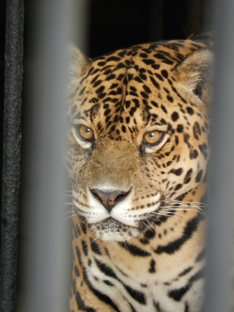 Jaguar - Zoo Sapucaia