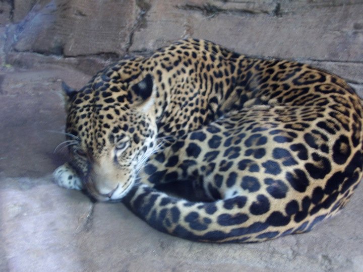 Jaguar