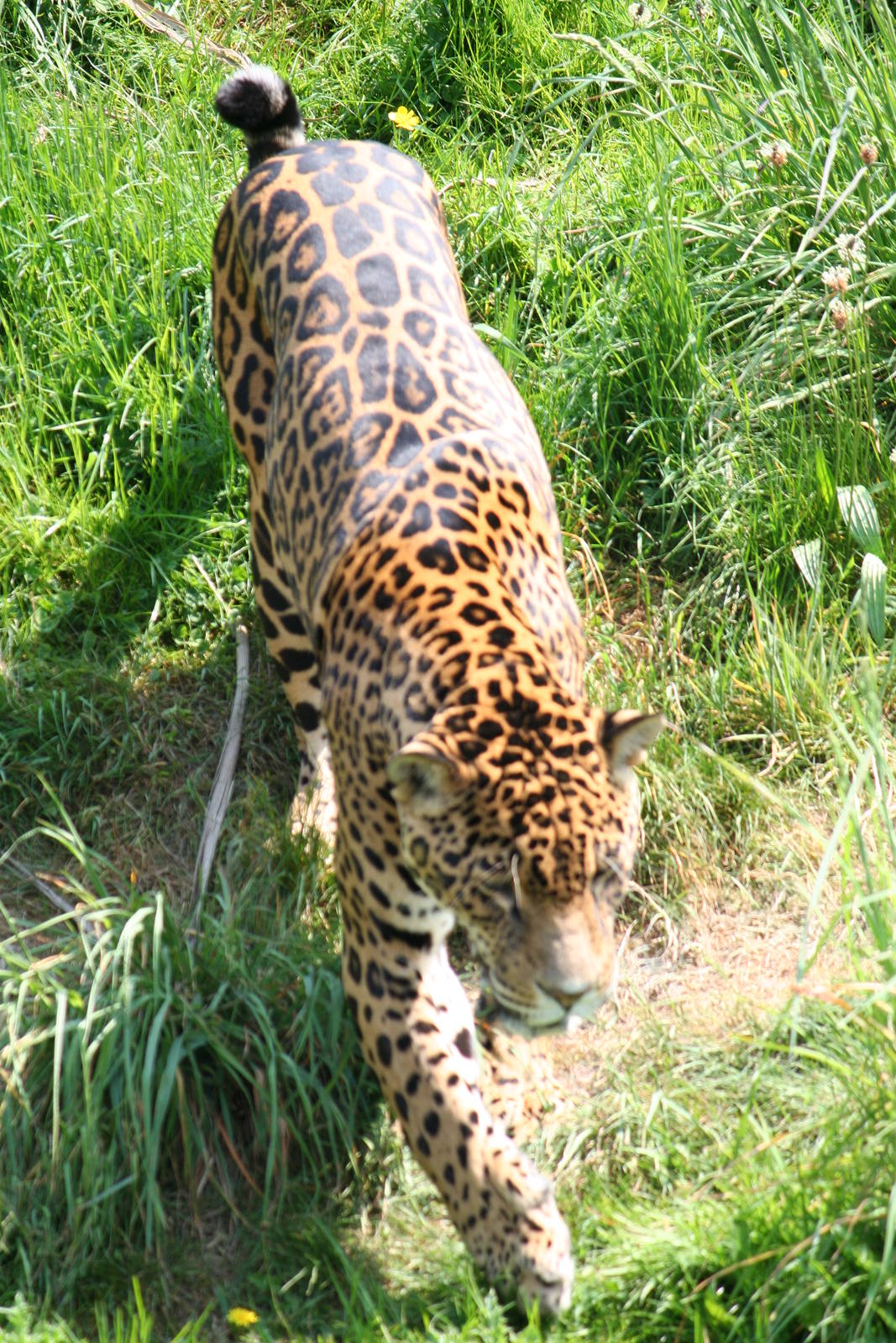 Jaguar