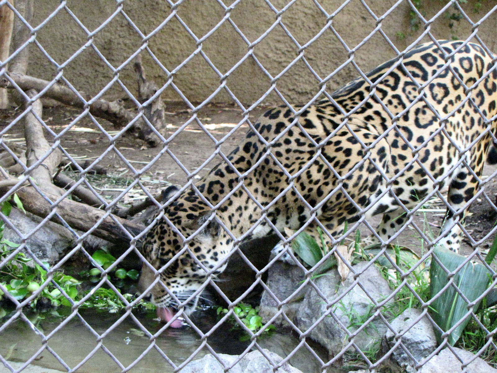 Jaguar
