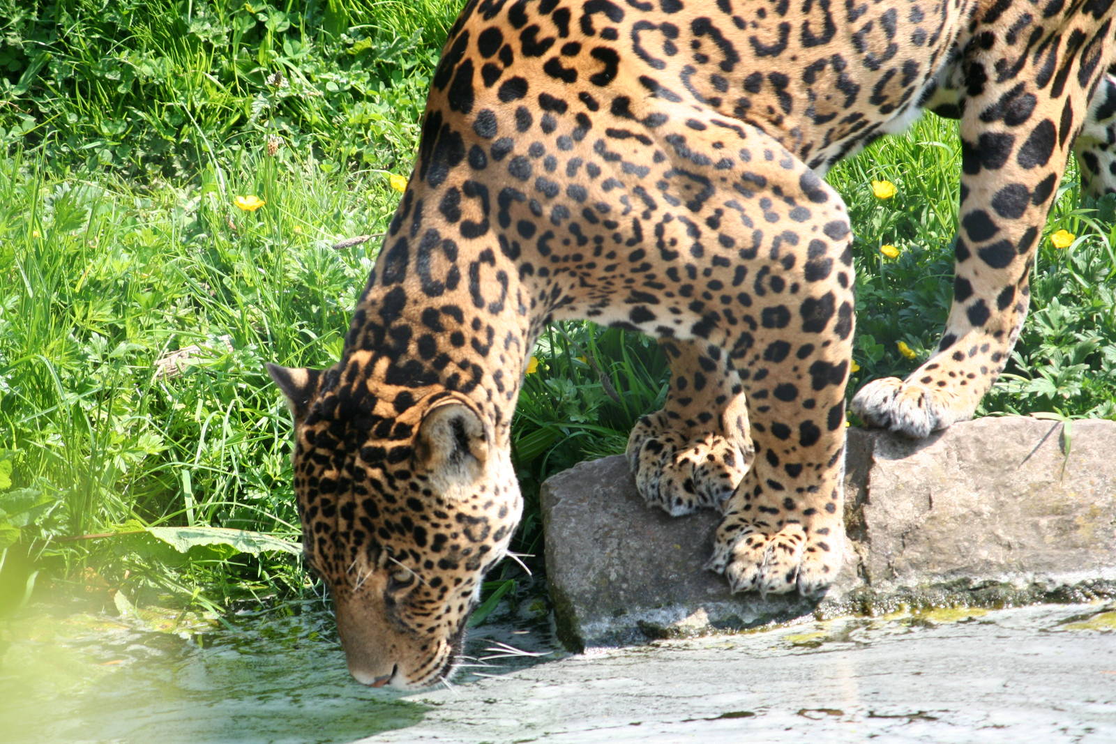 Jaguar