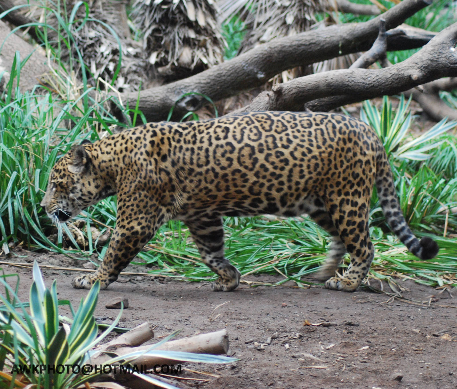 JAGUAR