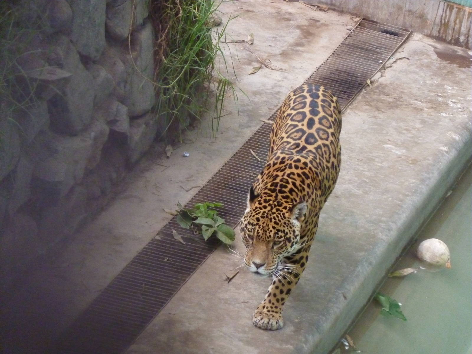 Jaguar