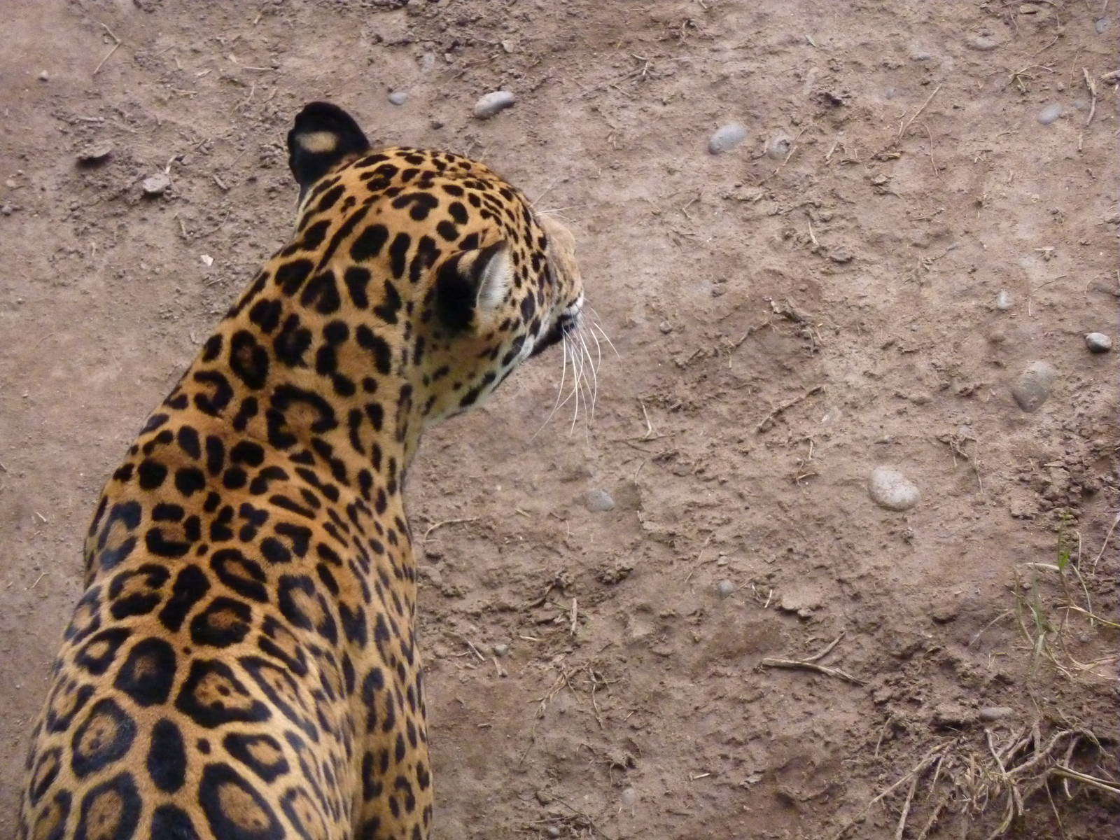 Jaguar