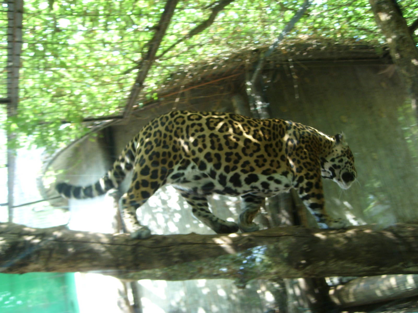 Jaguar