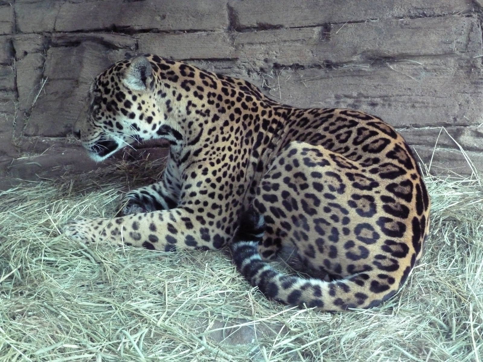 Jaguar