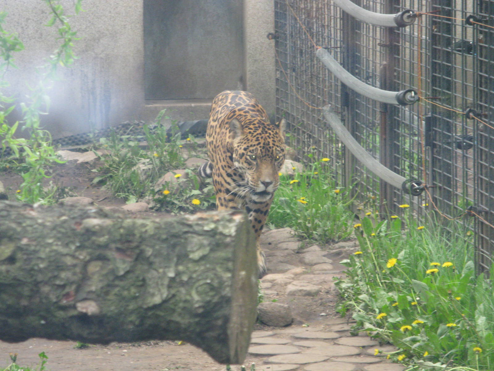 Jaguar