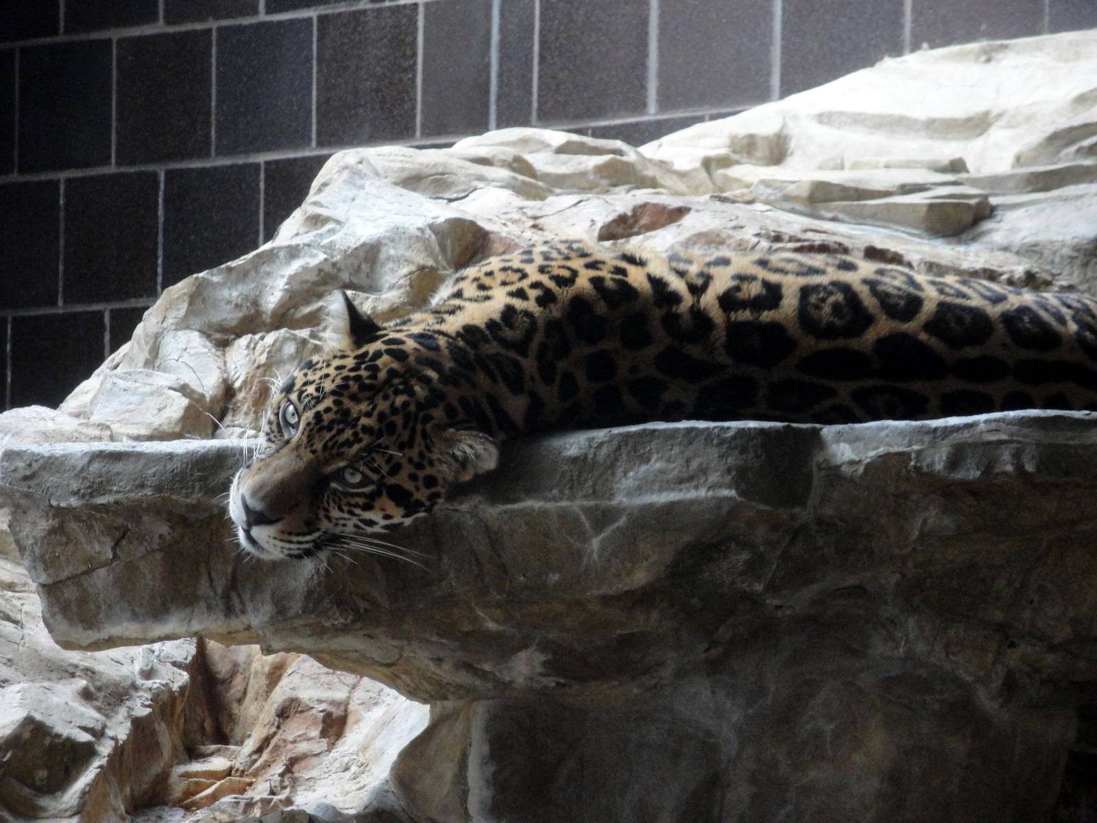 Jaguar