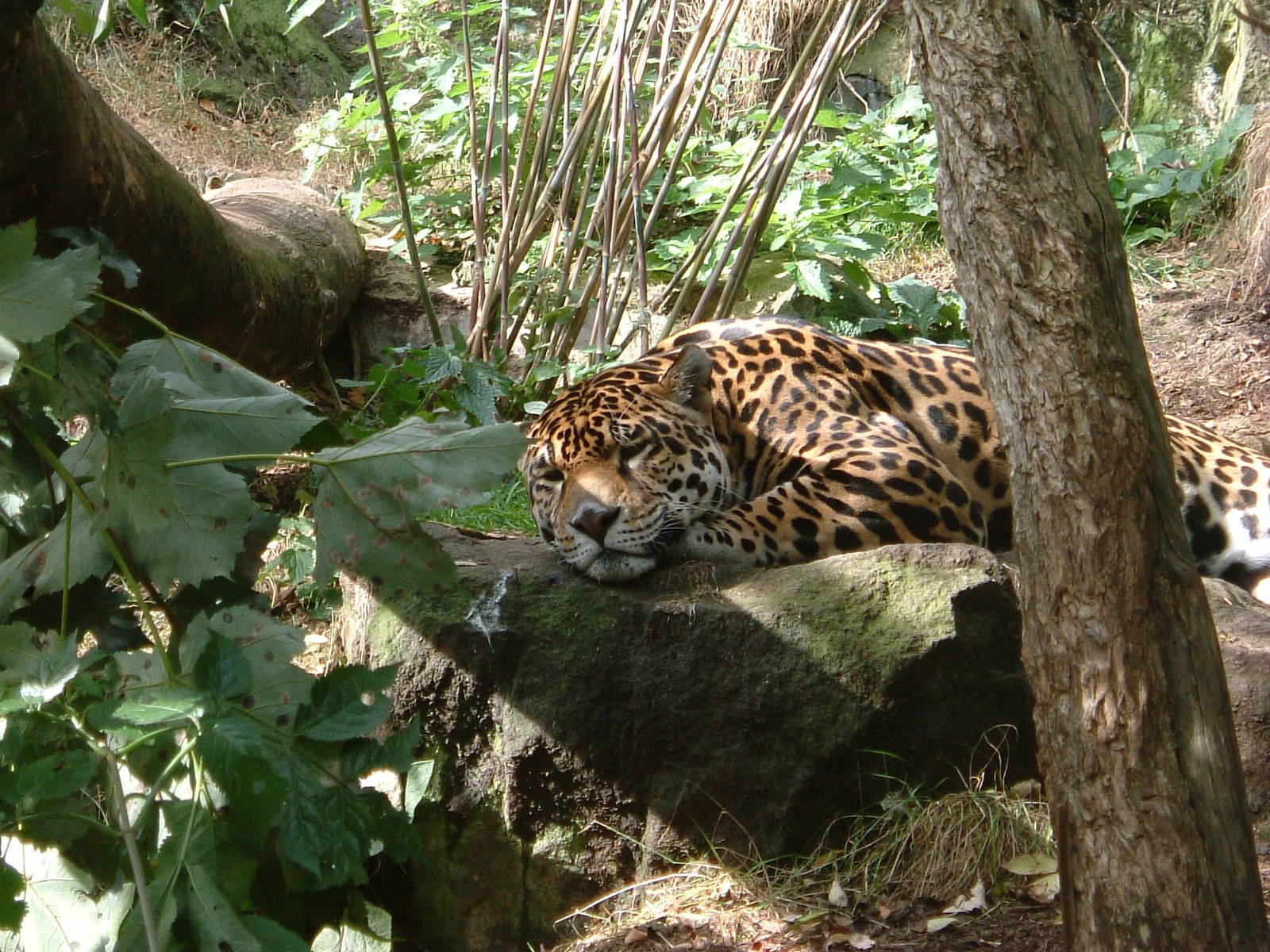 Jaguar