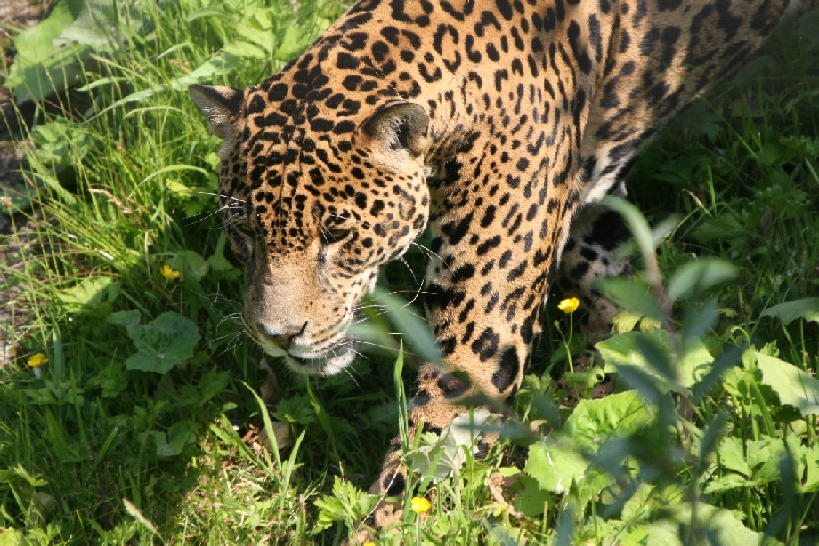 Jaguar