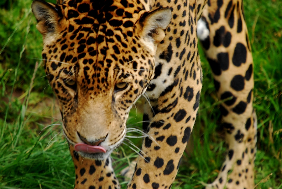 Jaguar