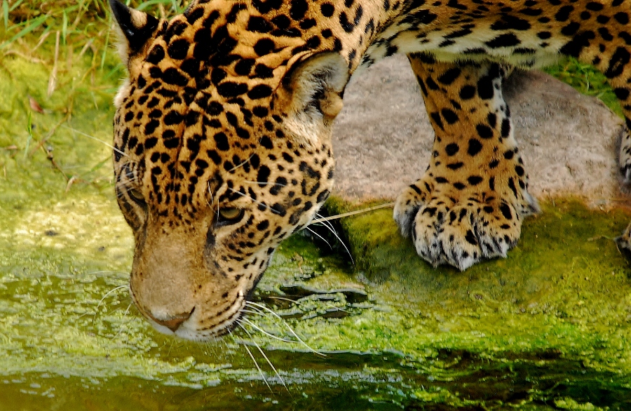 Jaguar