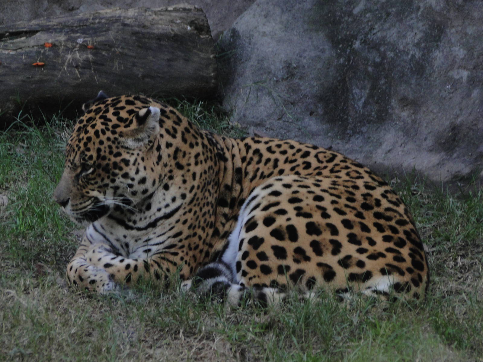 Jaguar