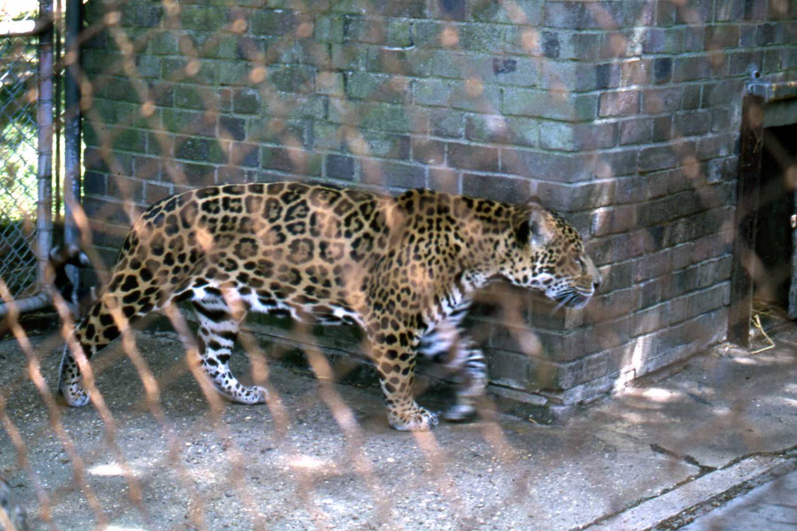 jaguar