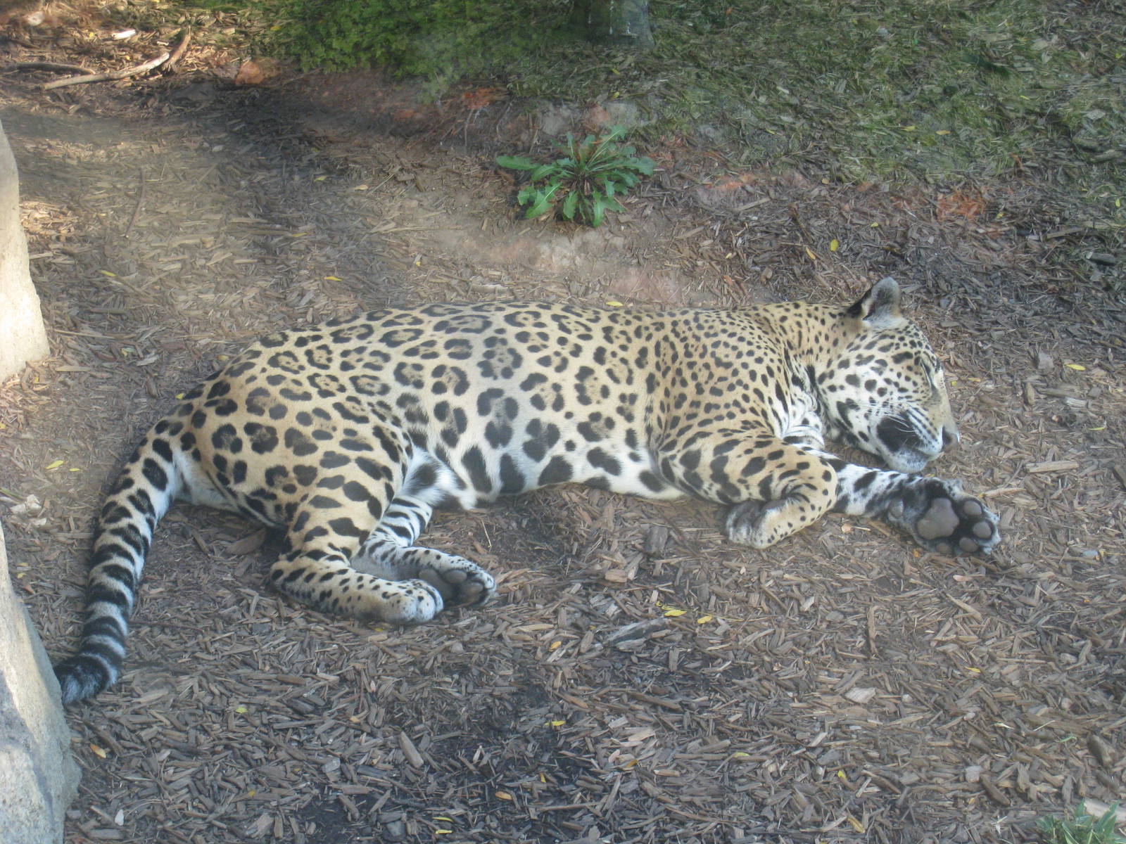 Jaguar