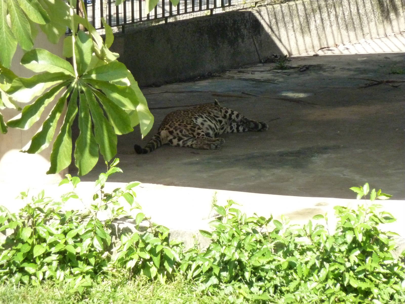 Jaguar