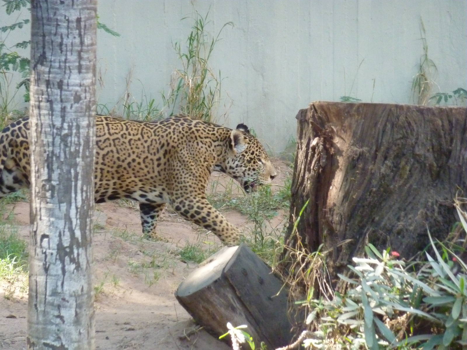 Jaguar