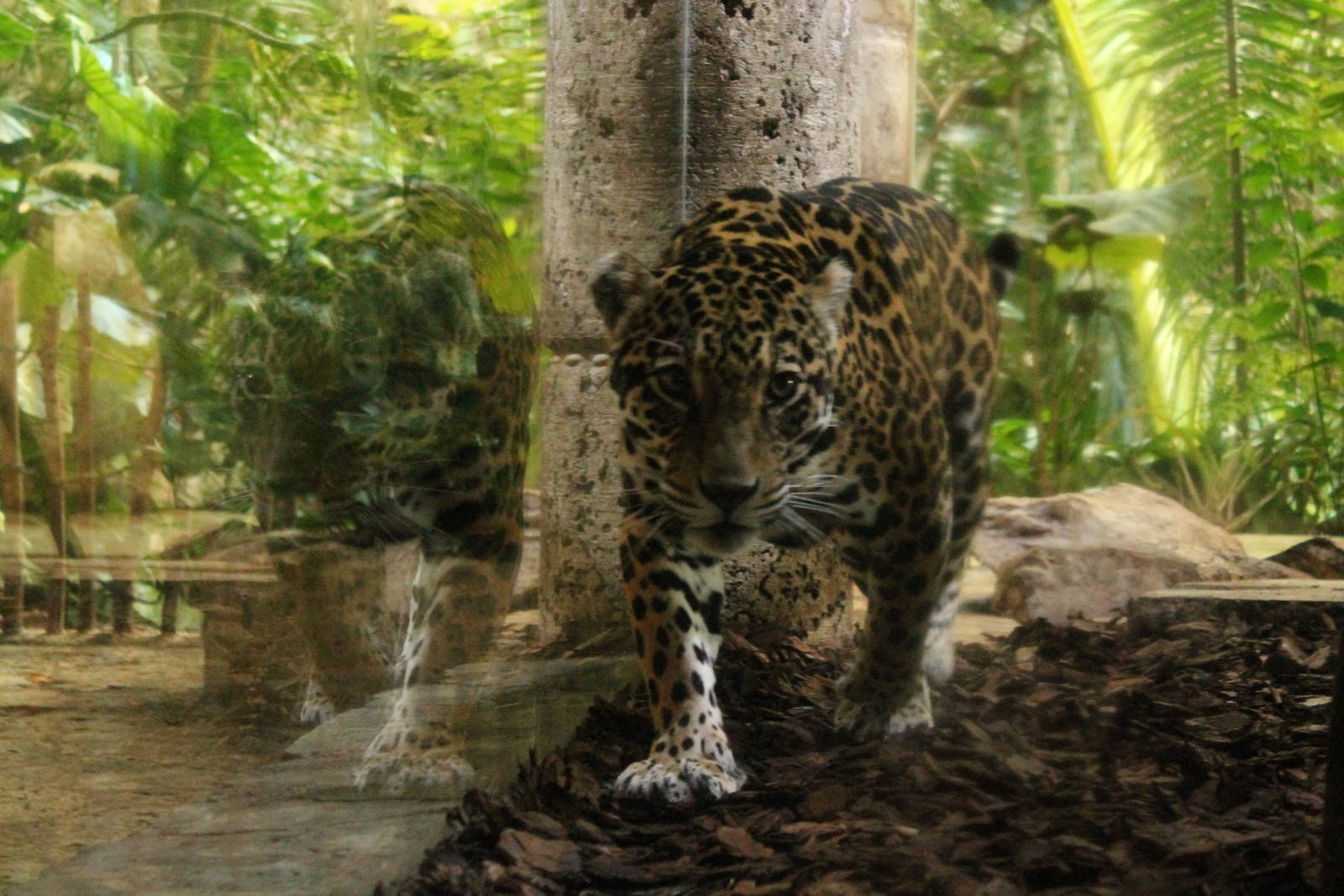 Jaguar