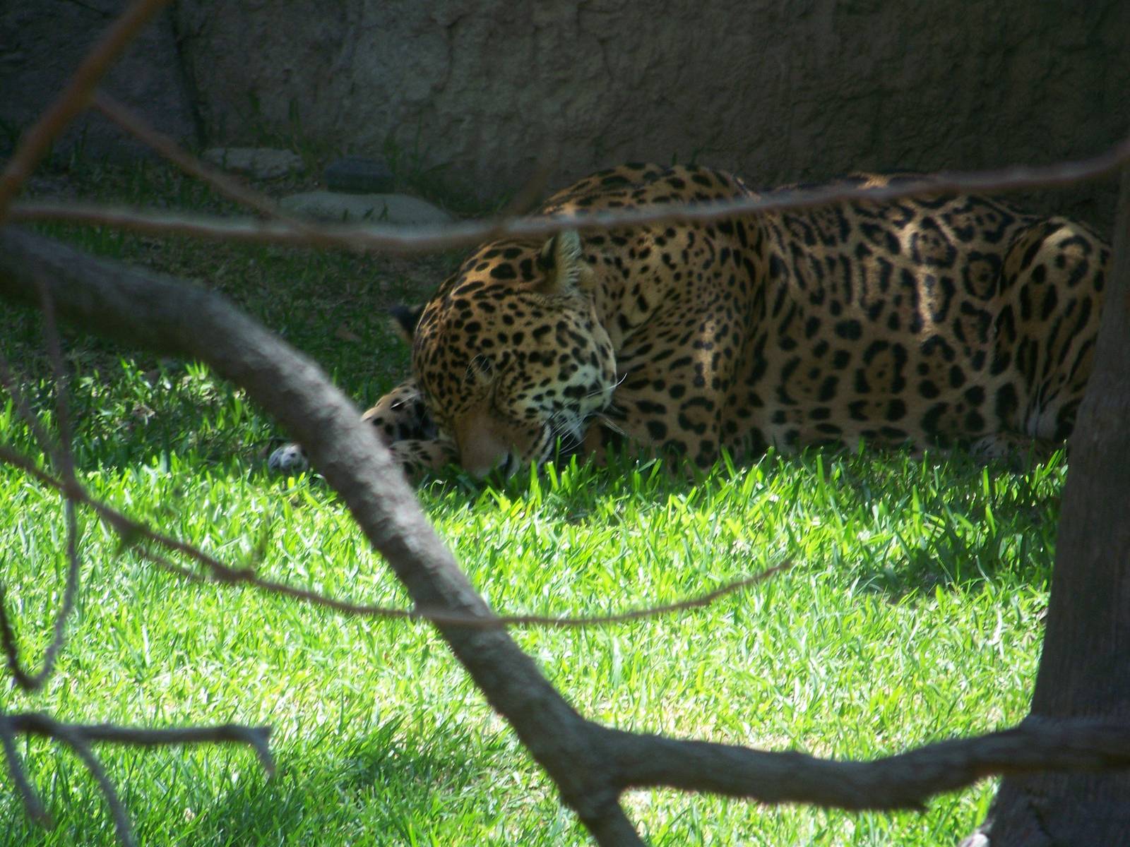 Jaguar