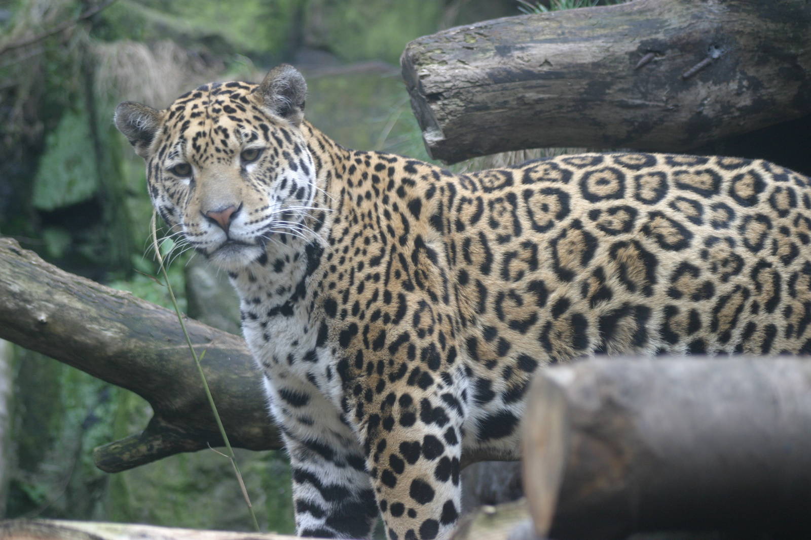 Jaguar