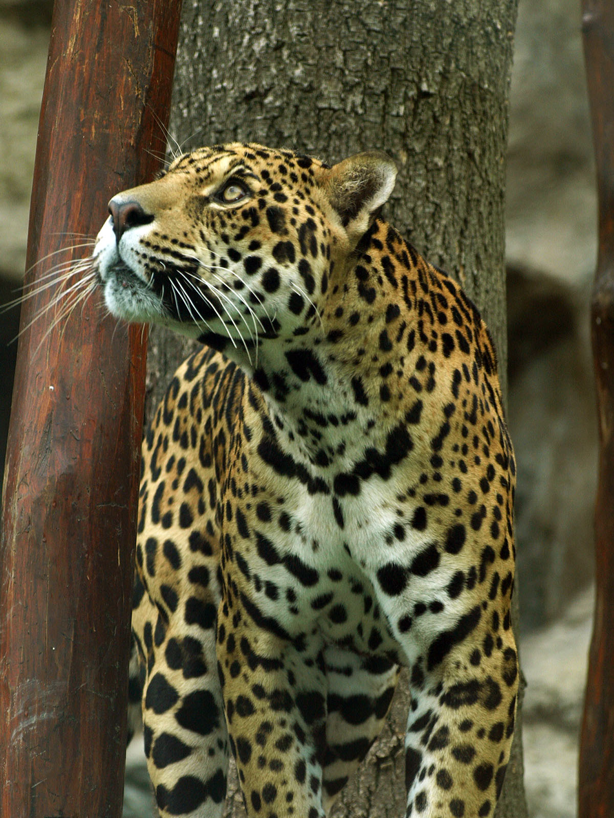Jaguar