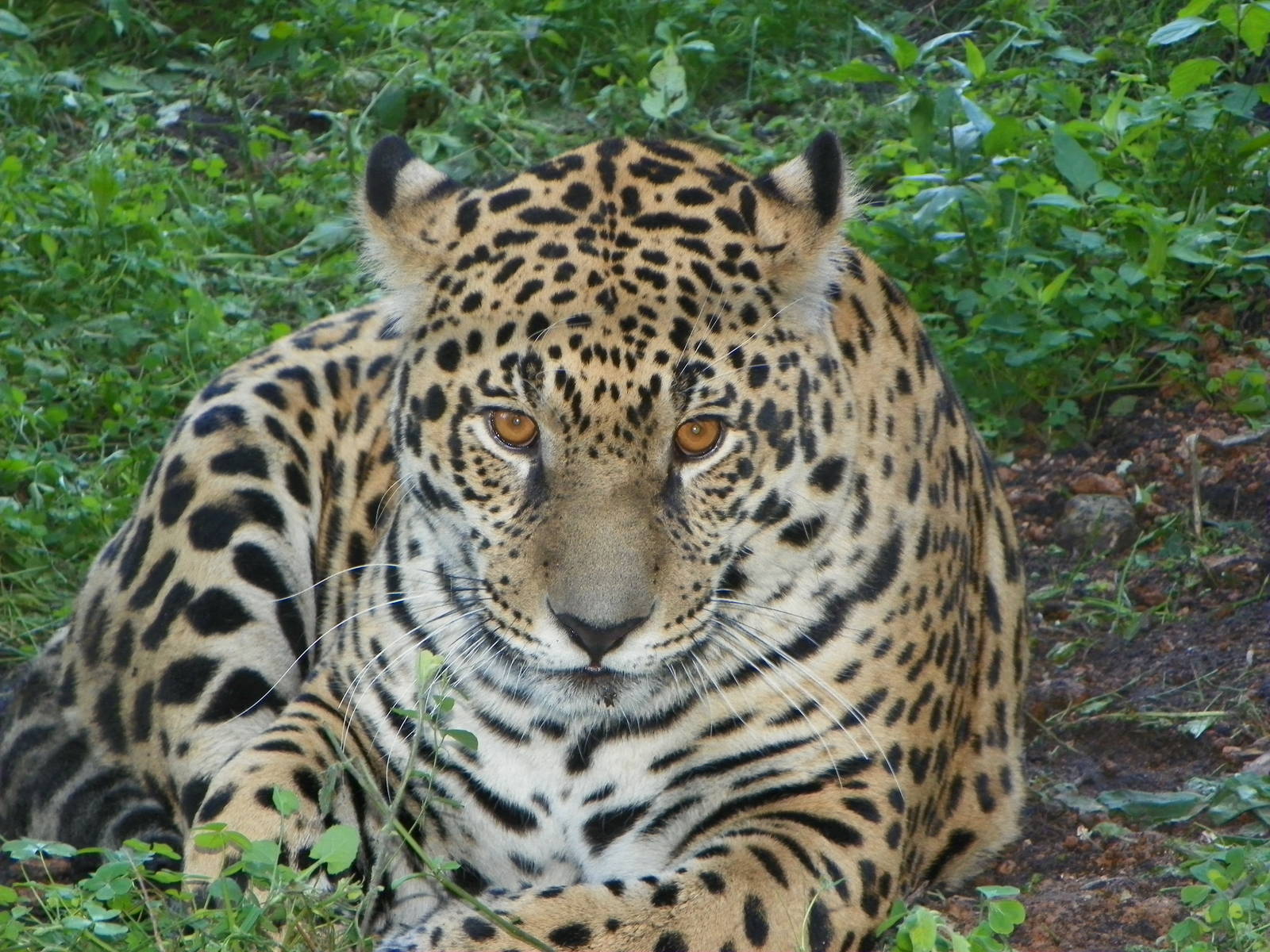 Jaguar
