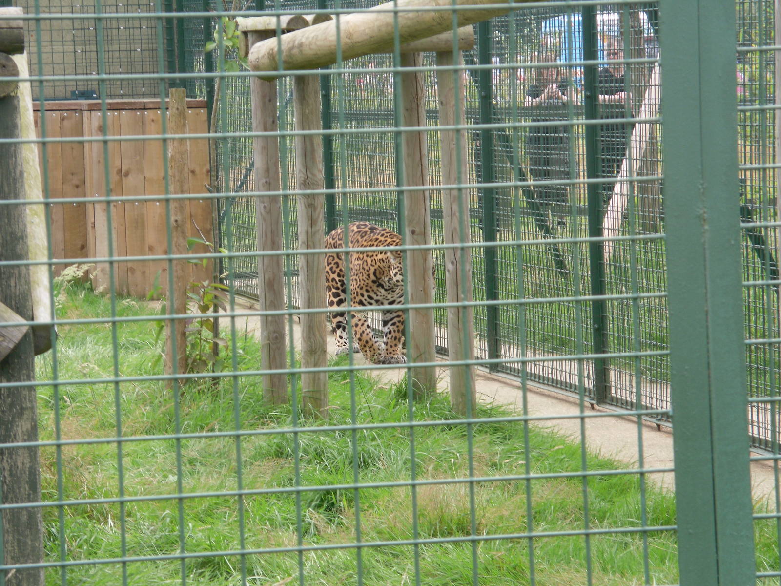 Jaguar