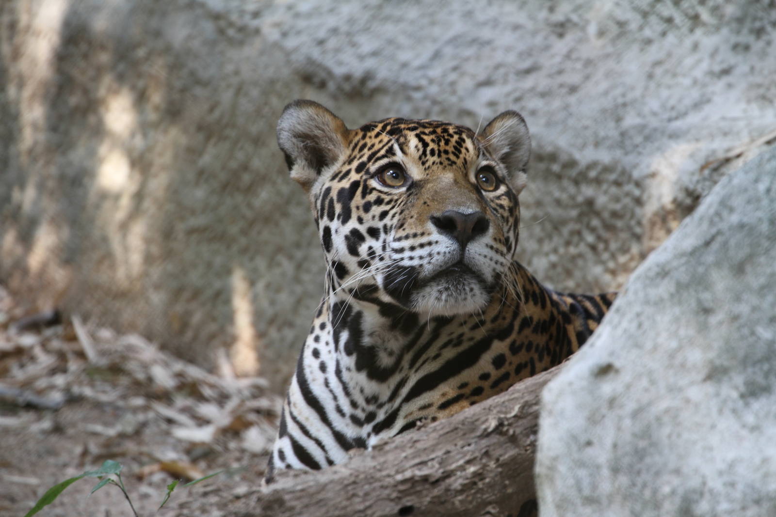 Jaguar