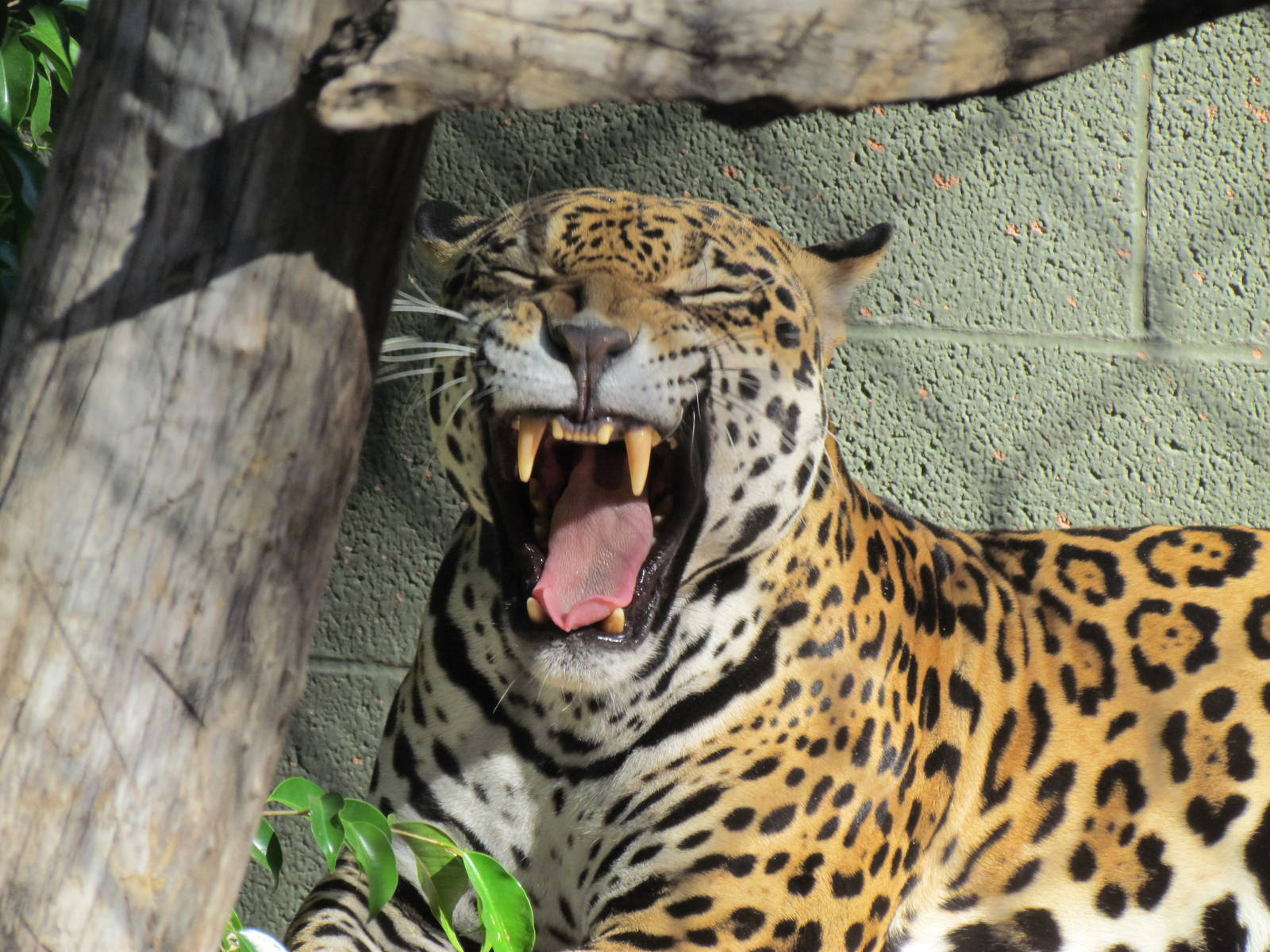 Jaguar