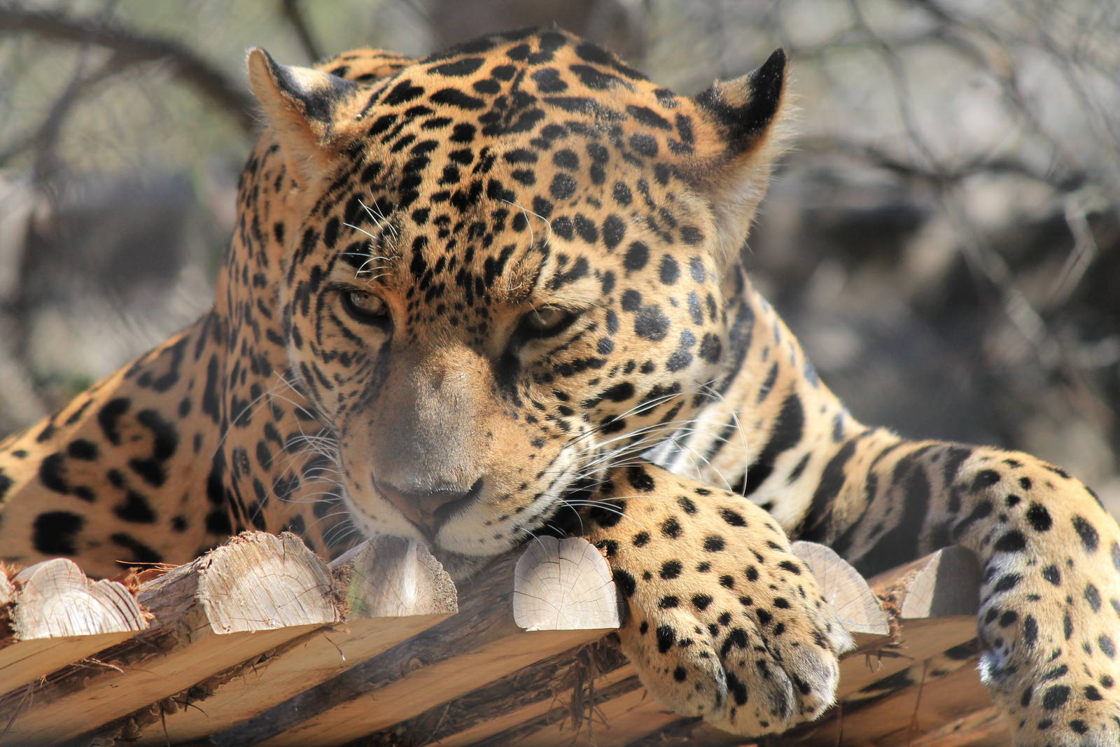 Jaguar