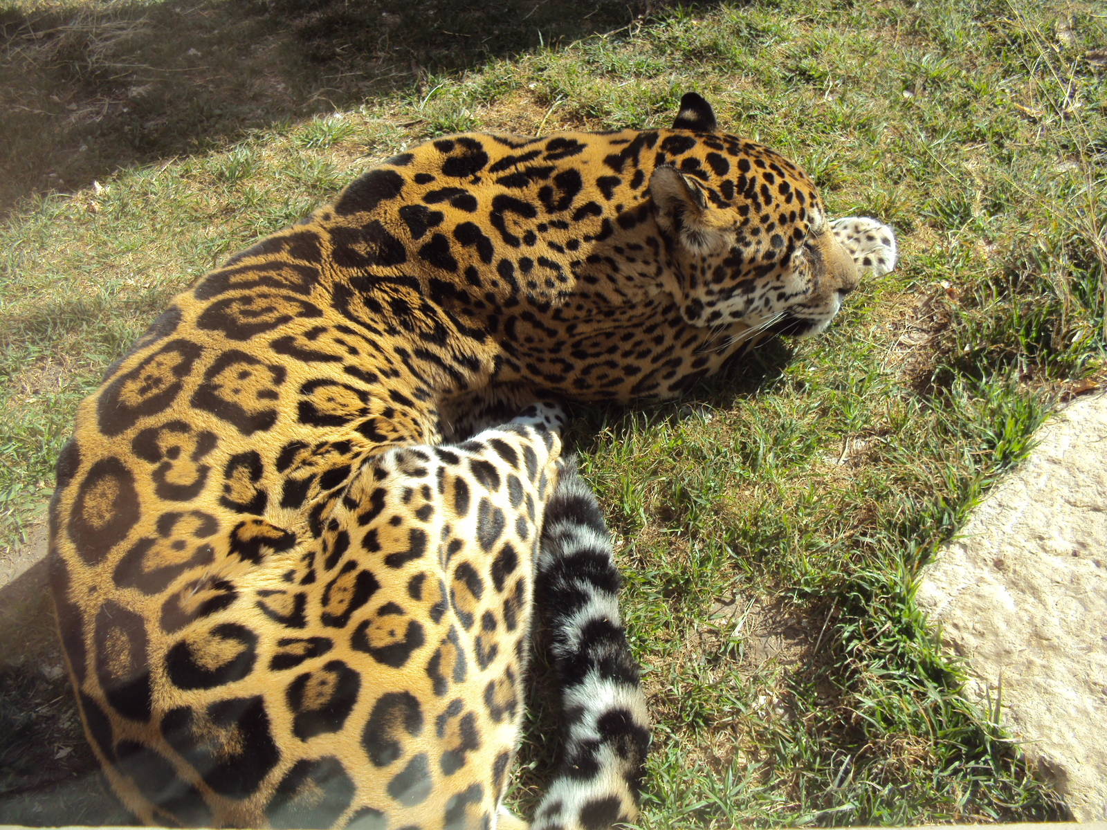 Jaguar